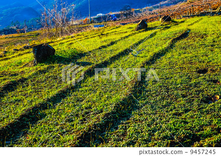 Field of Yamanashi Field of Yamanashi 9457245