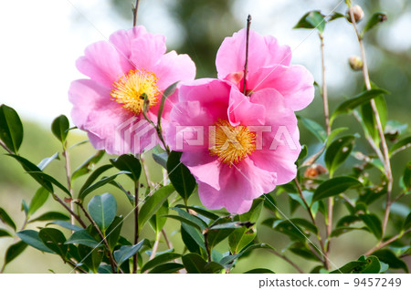 Camellia pink gradation Camellia pink gradation 9457249