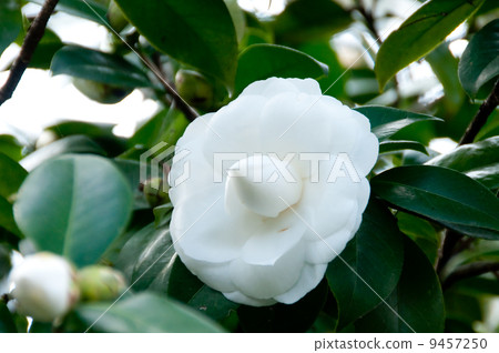 Camellia white Camellia white 9457250