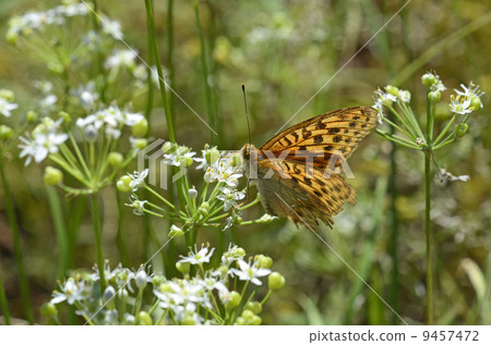 Tsunagoro Hyouton Standing in Nira Flowers Tsunagoro Hyouton Standing in Nira Flowers 9457472