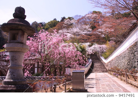 Hase Temple (Nara) Sakura blooming in the garden Hase Temple (Nara) Sakura blooming in the garden 9457491