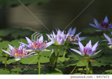 Water lily winter day Water lily winter day 9457872