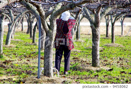 Selection work of pruned pears of pear tree Selection work of pruned pears of pear tree 9458062