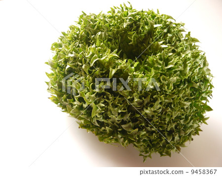Pleated lettuce Pleated lettuce 9458367
