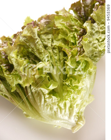 sunny lettuce sunny lettuce 9458369