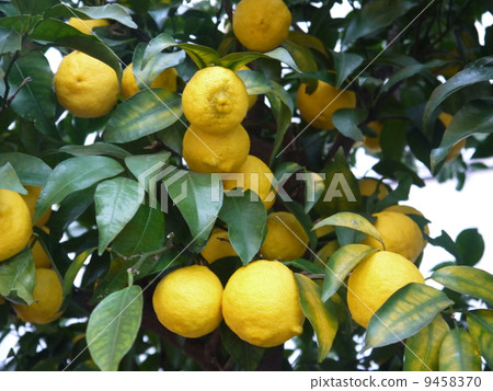 Yuzu tree 9458370