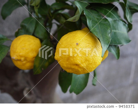 Yuzu Yuzu 9458371