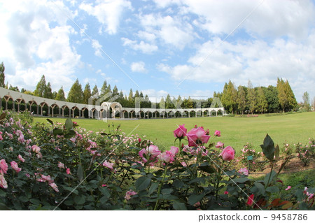 Rose of the park Rose of the park 9458786