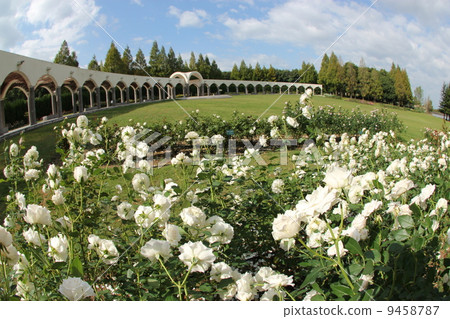 Rose of the park Rose of the park 9458787