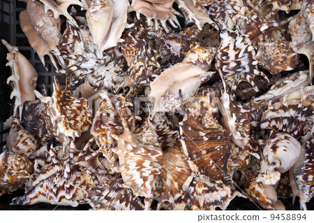 Seashells at market. 9458894