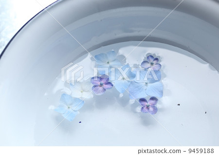 繡球 繡球 9459188