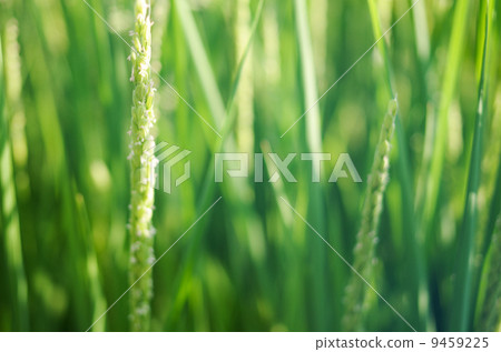 Rice flowers Rice flowers 9459225