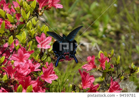 Callus Swallowtail 9459781