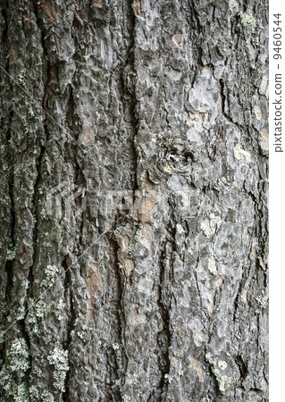 Texture of tree bark 9460544