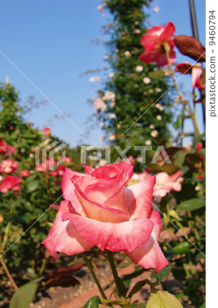 Pink rose Pink rose 9460794