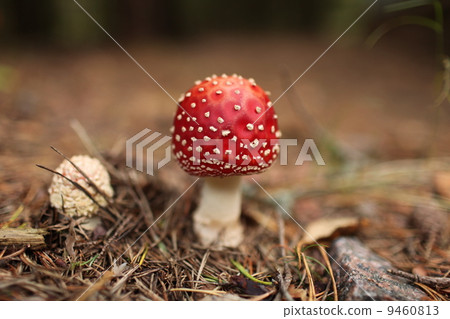 amanita amanita 9460813