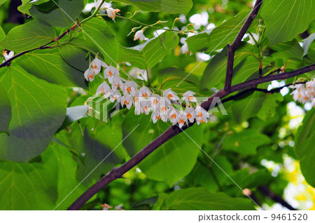 Hakuunboku(白雲週四) Hakuunboku(白雲週四) 9461520