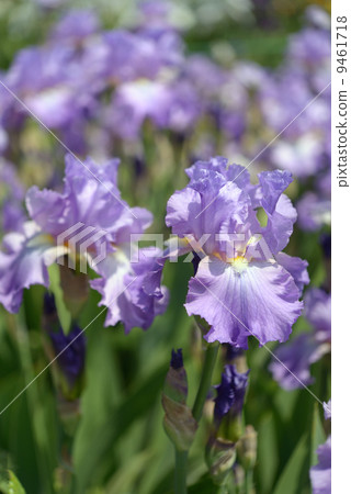 Iris flower 9461718