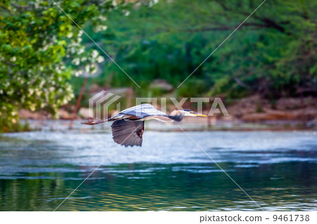 Blue Heron in flight 9461738