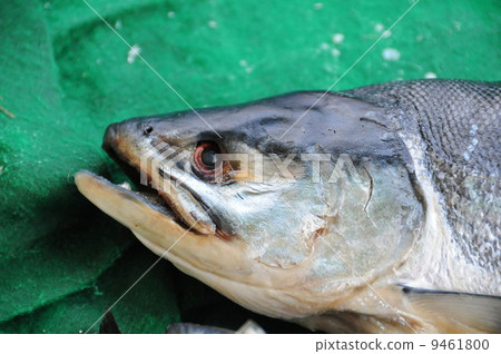 秋天三文魚 9461800