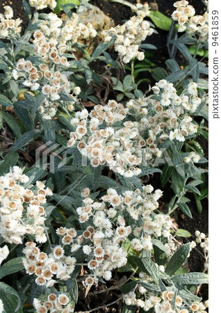 Anaphalis · Triplinel bis 9461859