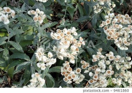 Anaphalis · Triplinel bis 9461860