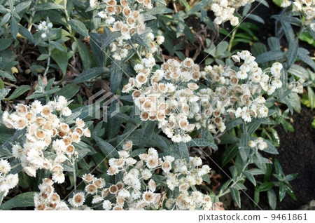 Anaphalis · Triplinel bis 9461861