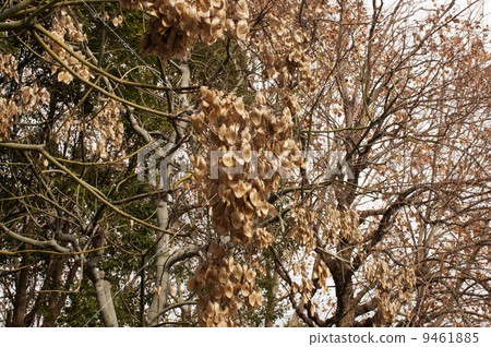 Winter dead Blue Gi Winter dead Blue Gi 9461885