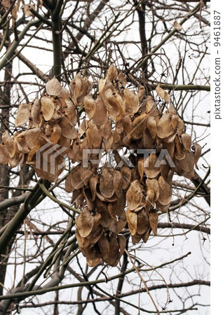 冬天死了藍吉 9461887