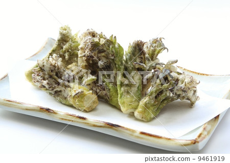 塔拉芽 塔拉芽 9461919