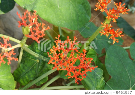 Jatropha podagr 9461937