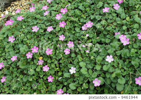 Erodium · Barrierville 9461944