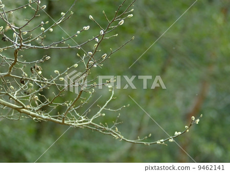 Sidekobushi的芽 Sidekobushi的芽 9462141