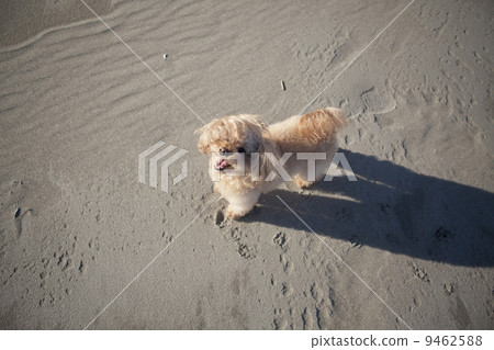 Poodle 9462588