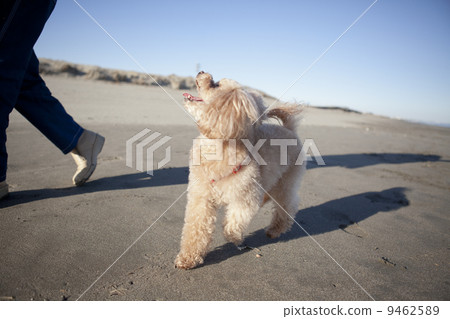 Poodle 9462589