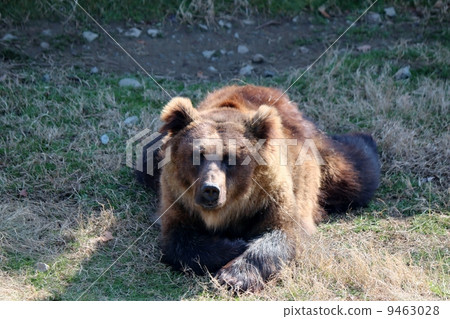Ezo bears 9463028