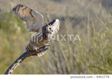 Horned Owl, eagle owl, eurasian eagle owl 9463776