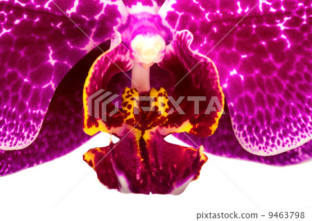 Blooming purple orchids flower Blooming purple orchids flower 9463798