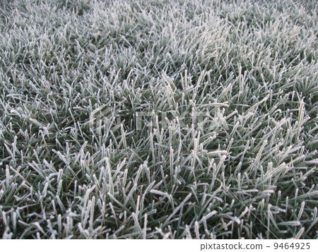 初霜 9464925