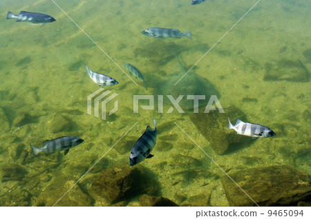 非洲池塘海魚 9465094