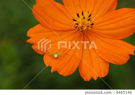 Kivanakosmos和Hanagumo Kivanakosmos和Hanagumo 9465146