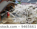 Yamadera Sakura 9465661