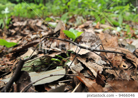 Edananafushi 9466046