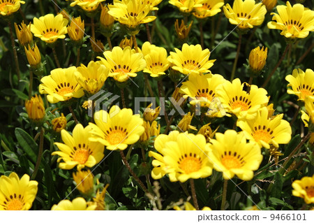 Yellow Gazania Yellow Gazania 9466101