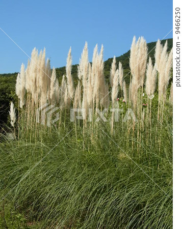 Pampasgrass 9466250