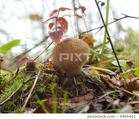 Lycoperdon perlatum. Edible mushroom 9466431