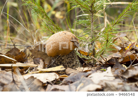 Leccinum aurantiacum mushroom Leccinum aurantiacum mushroom 9466548