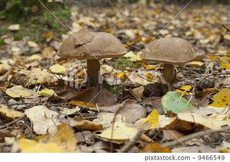 Birch mushroomin forest Birch mushroomin forest 9466549