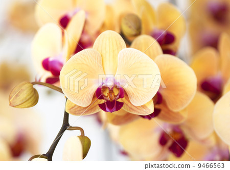 Beautiful yellow orchid Beautiful yellow orchid 9466563