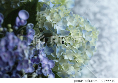 繡球 繡球 9466640